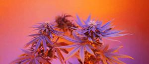 superchillcbdgummyshop