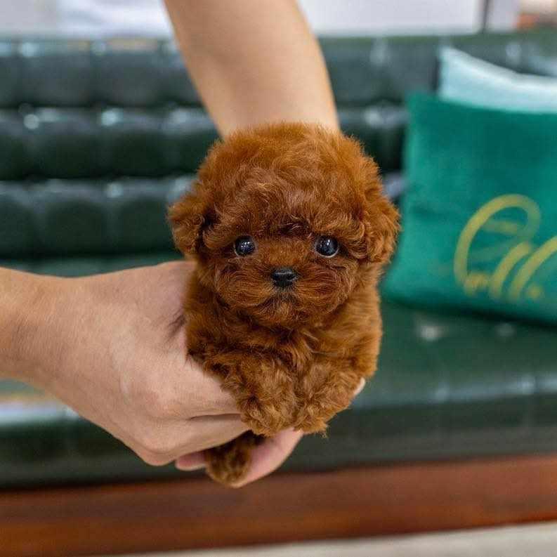 Poodle Puppies For Sale