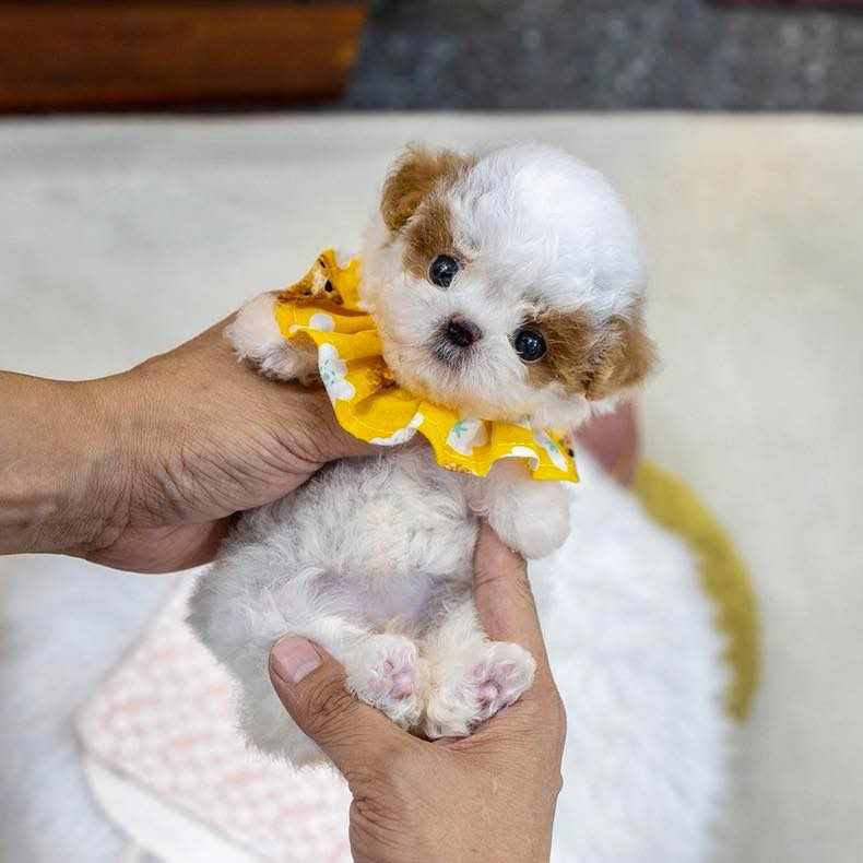 Maltipoo Puppies for Sale
