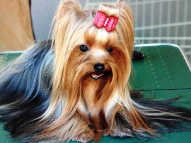 Yorkshire terrier Puppies For Sale