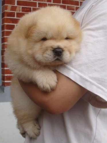 Chow Chow Puppies for Sale