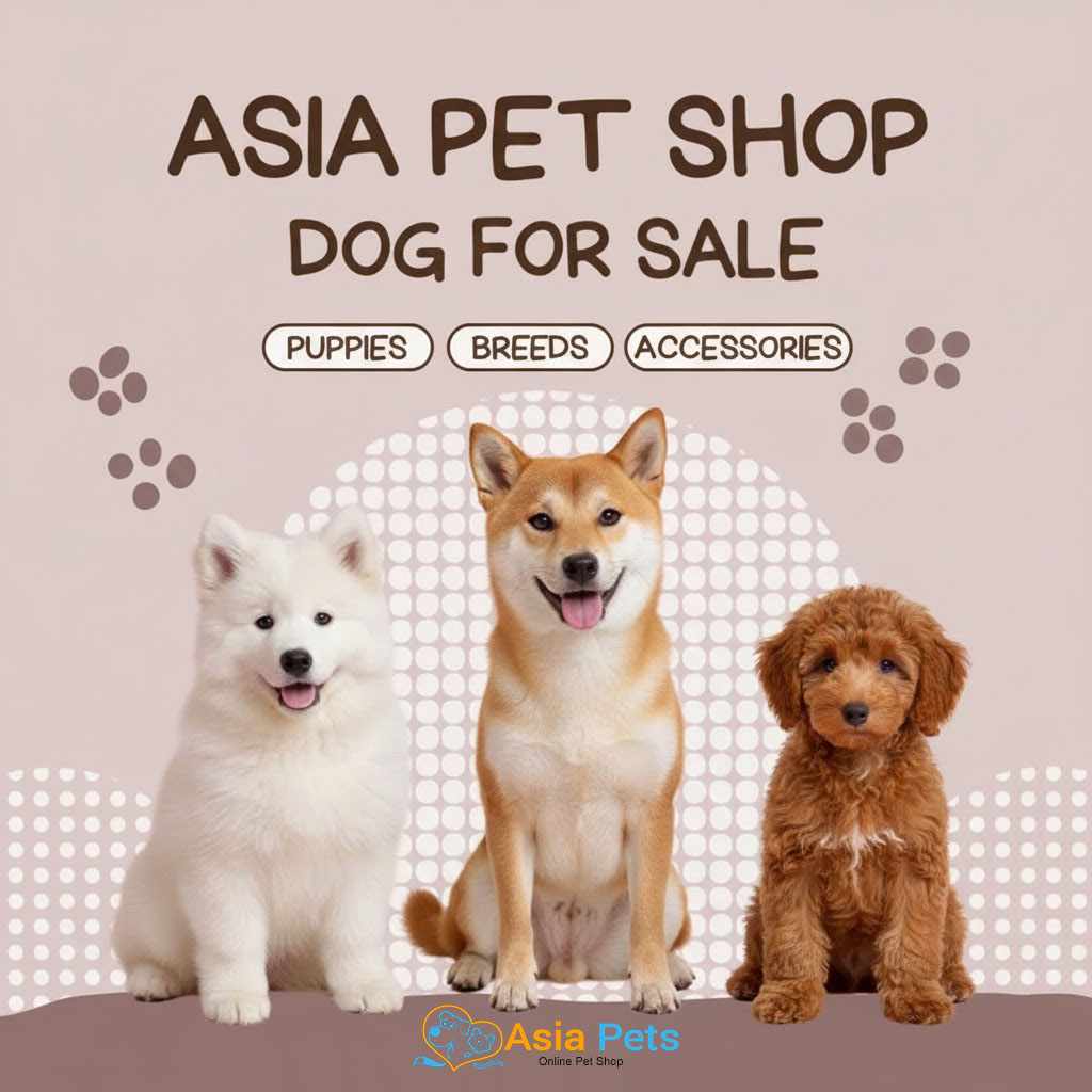 Dog for sale in India