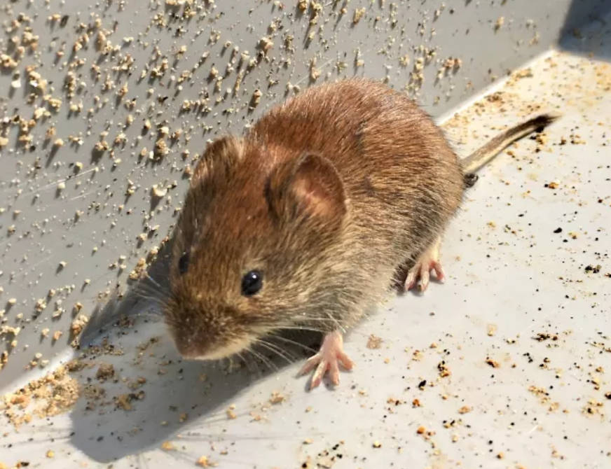 Battling the Urban Threat: Expert Rodent Treatment for Rodents in Singapore Homes