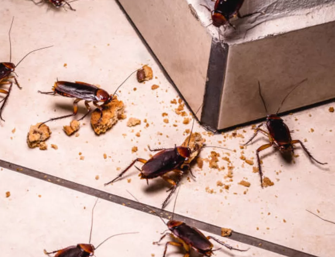 The Unwanted Guest: Your Complete Guide to Cockroach Control in Singapore