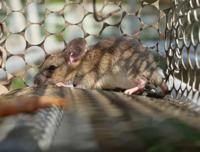 Singapore's Top Two Uninvited Guests: Roaches and Termites