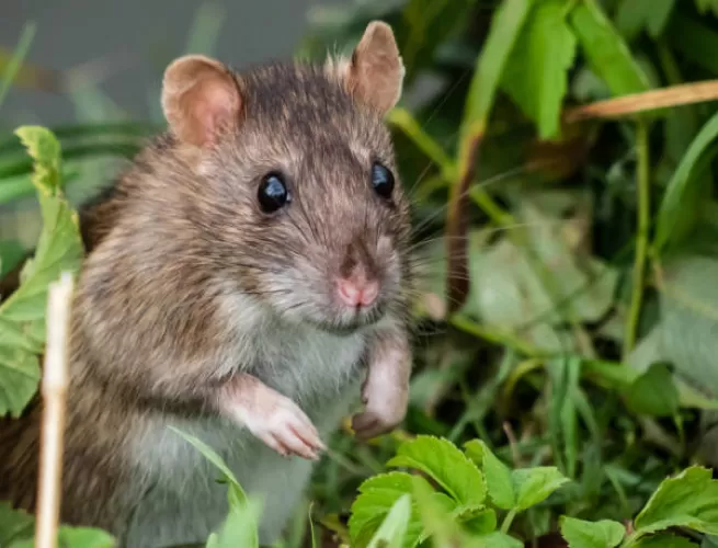 Complete Guide to Residential Pest Control in Singapore