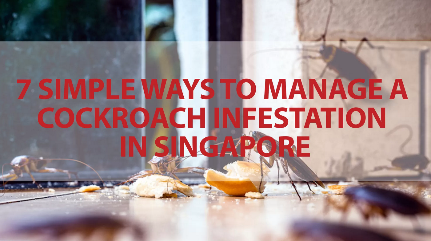 Two Invaders: Tackling Cockroaches and Termites at Home