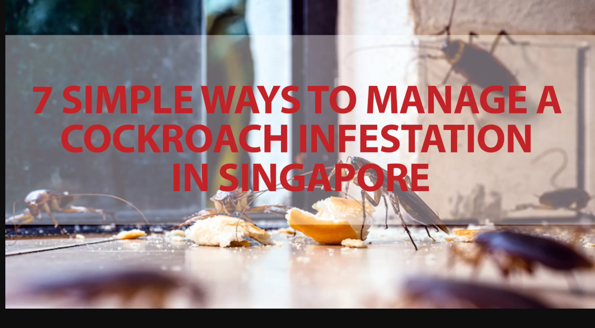 Expert Strategies for Dealing with Cockroaches and Termites