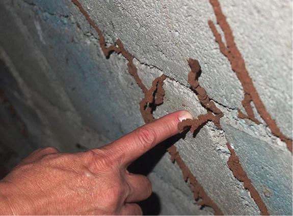 Why Termite Control in Singapore Is More Important Than You Think