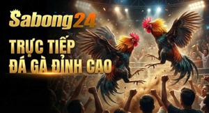 SABONG24 - XEM TRỰC TIẾP ĐÁ GÀ THOMO HÔM NAY CÓ BÌNH LUẬN VIÊN