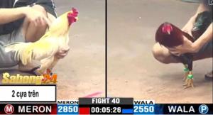 SABONG24 Cập Nhật Trận Đấu 40 CPC3 24/06/2024 – Bảo Sting Vs Duyên Ti