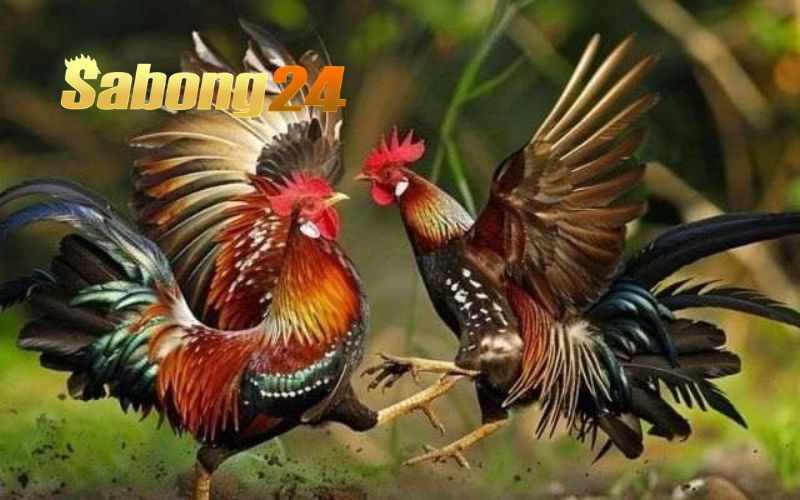 Tìm Hiểu Về Những Thuật Ngữ Trong Đá Gà Tại SABONG24