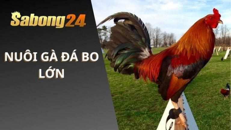 Cách Nuôi Gà Đá Bo Lớn Chia Sẻ Từ SABONG24