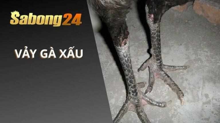 SABONG24 - Top 10 Những Vảy Gà Xấu Mà Sư Kê Cần Tránh
