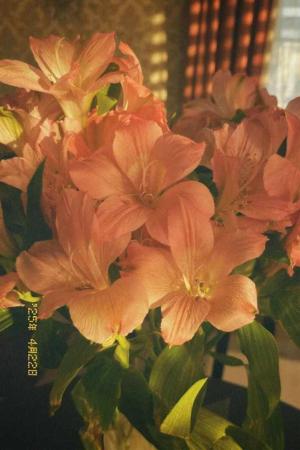 ｡⁠◕ DEDICATION AND DISCLAIMER ◕⁠｡