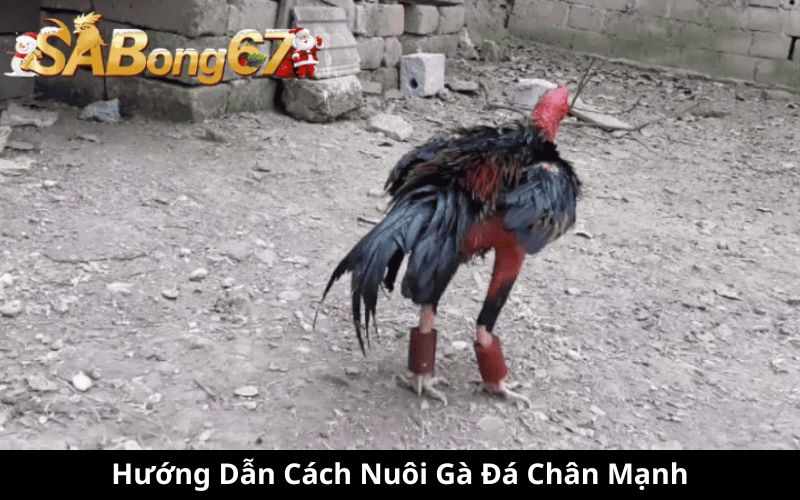 Cách Nuôi Gà Đá Chân Mạnh - SABONG67 Hướng Dẫn Từng Bước Chi Tiết