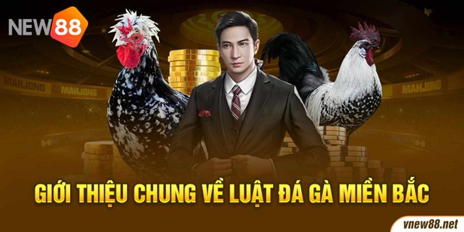 Tìm hiểu chi tiết Luật Đá Gà Miền Bắc trong các trận đấu thực tế