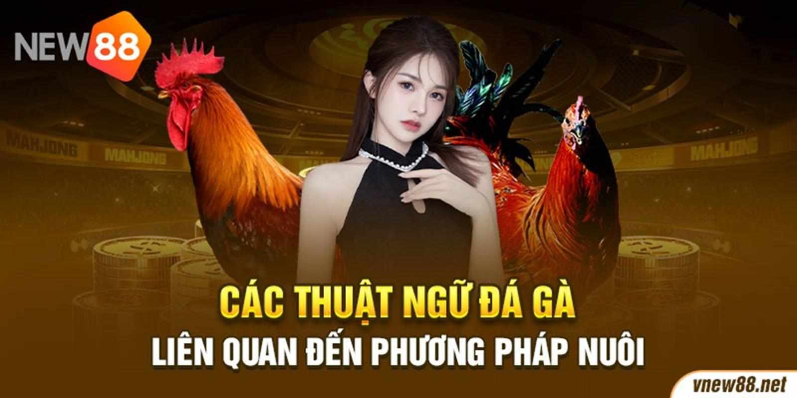 Thuật Ngữ Đá Gà Trong Huấn Luyện Và Chăm Sóc Chiến Kê