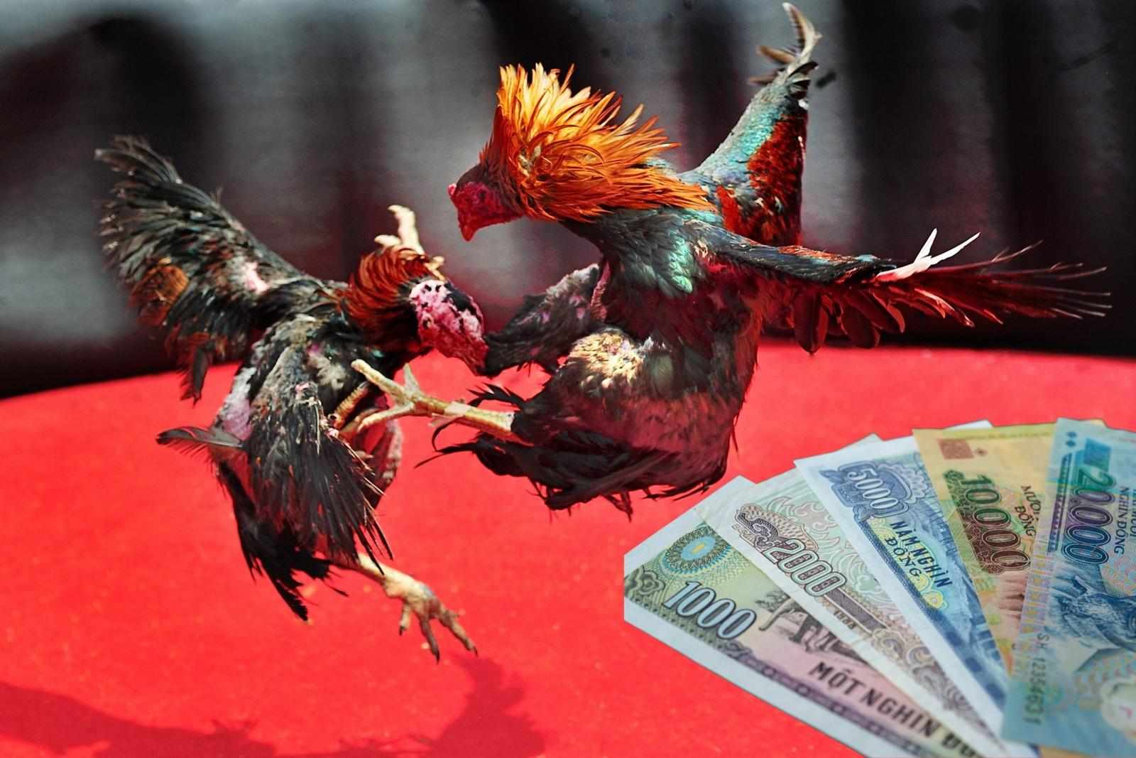 Kinh nghiệm nuôi gà thi đấu trong đá gà cựa sắt