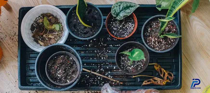 How to Use Perlite for Plants: A Practical Guide for Healthier Growth in Oregon and Beyond