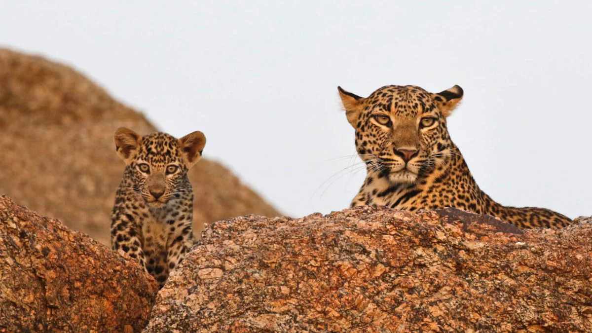 How to Reach Jawai Leopard Safari Area from Jodhpur