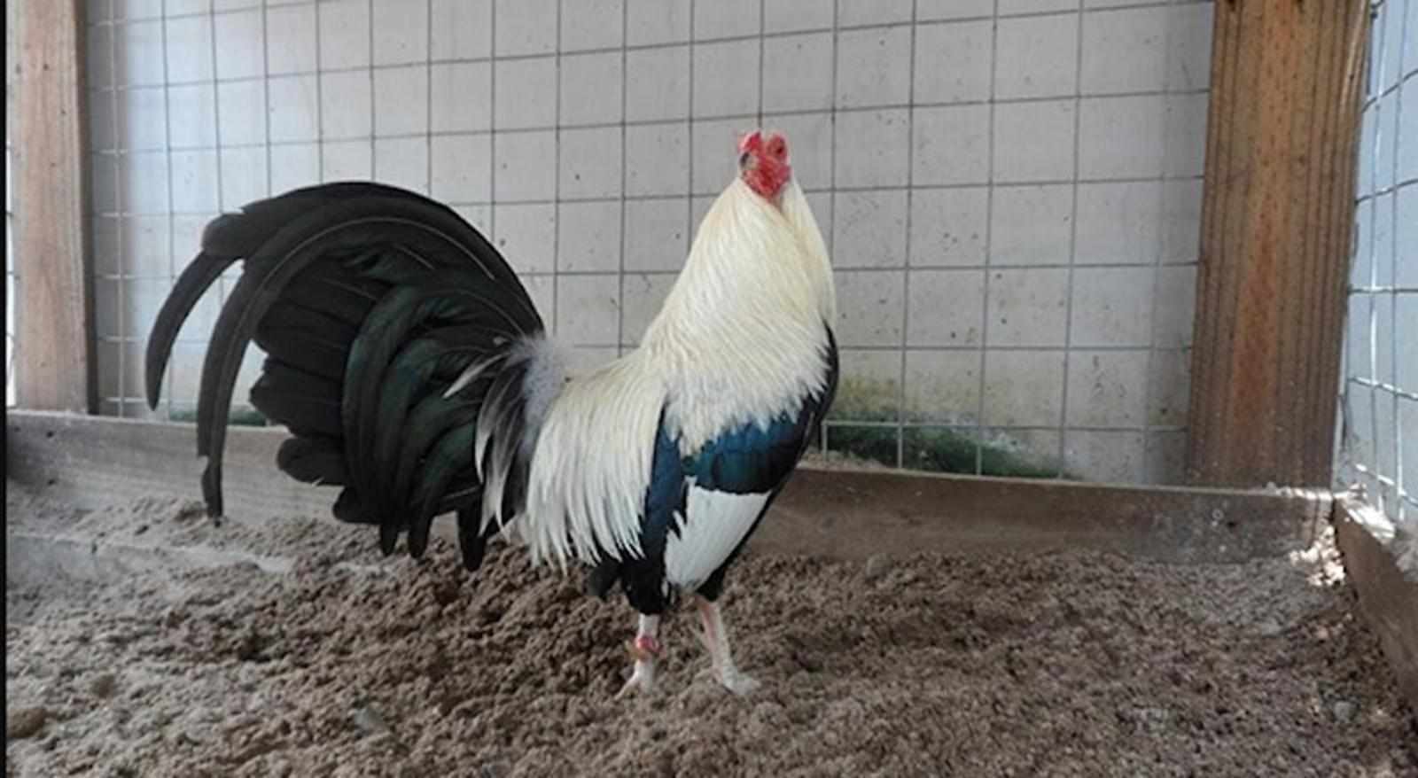 Cách nuôi gà chọi có thể lực tốt thông qua chế độ tập luyện hợp lý