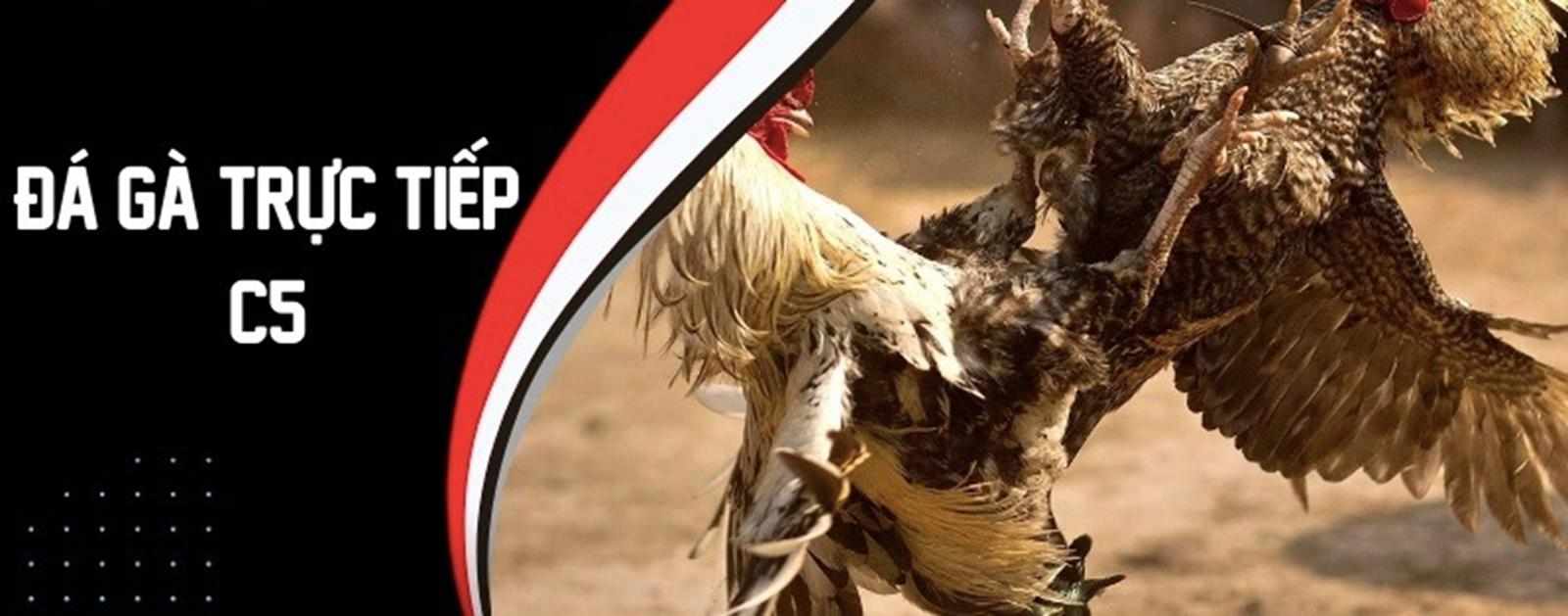 Vì sao Đá gà trực tuyến C5 được đông đảo người chơi quan tâm