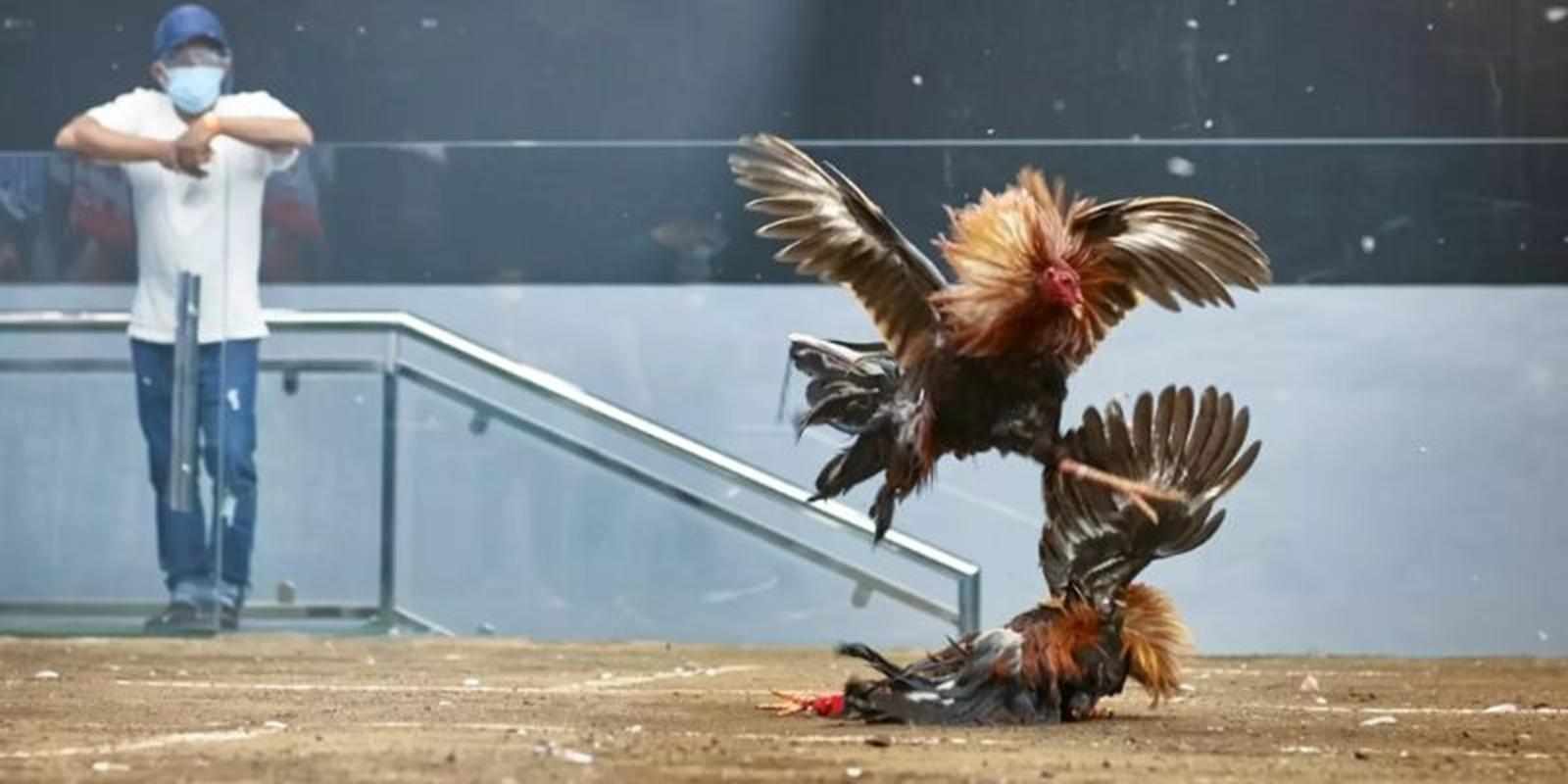 Tiêu đề Những điểm hấp dẫn khiến Đá Gà Online thu hút người chơi