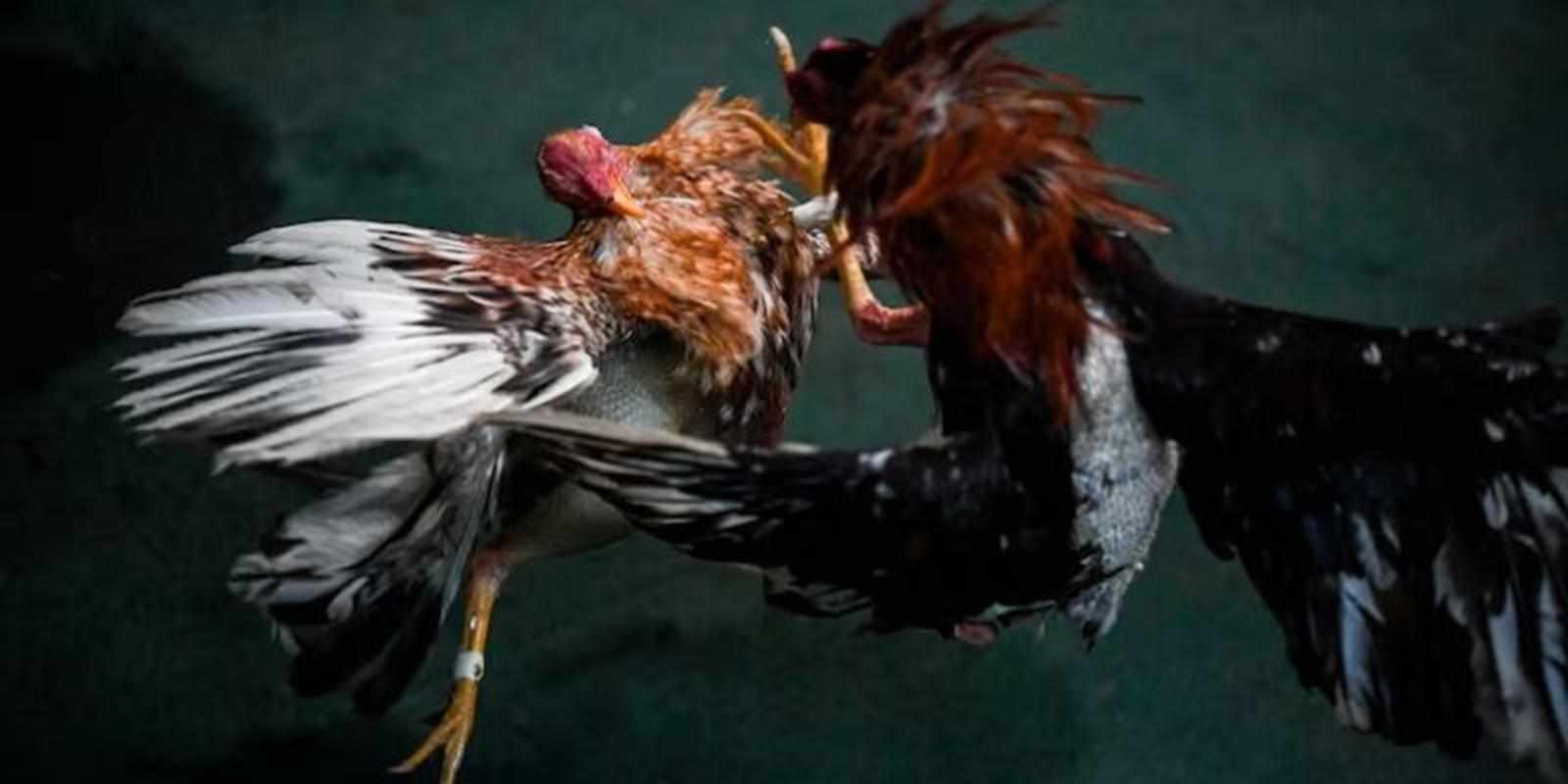 Tiêu đề Sức Hấp Dẫn Của Đá Gà Cựa Dao Trực Tiếp Trong Thời Đại Số