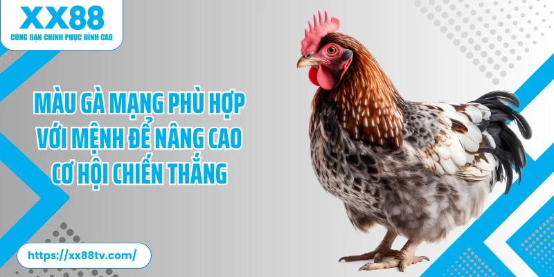 Tìm hiểu sâu về màu gà mạng trong kinh nghiệm dân gian