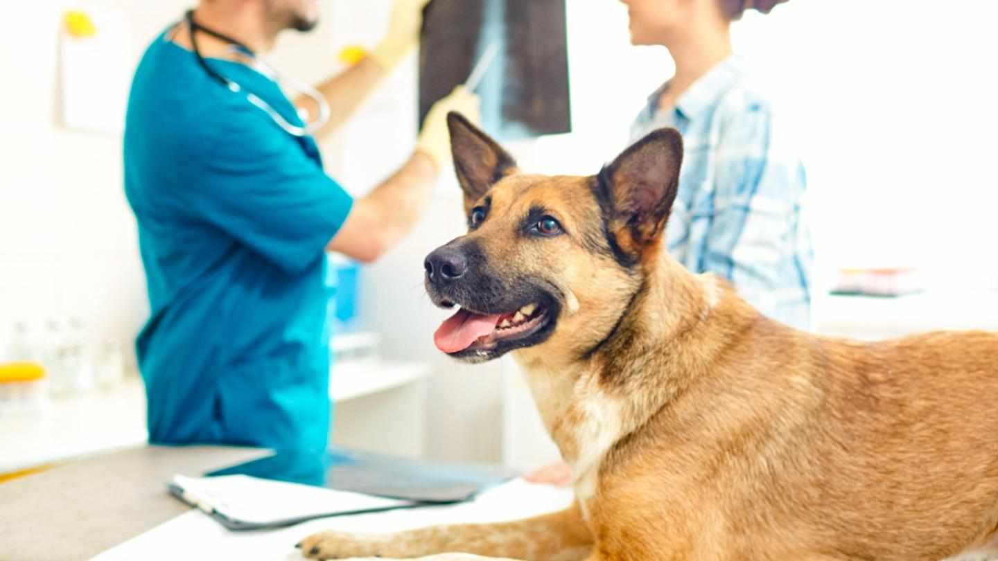 What Makes a Veterinary PCD Company Reliable?