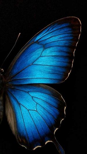 Midnight Butterfly  logo