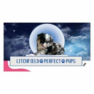 Litchfield Perfect Pups