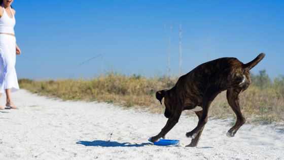 10 Fun Games to Play with Your Dog