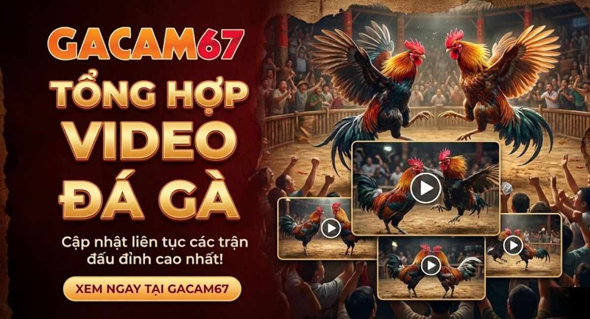 Tổng Hợp Video Đá Gà Phát Lại Hàng Ngày Tại GACAM67