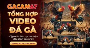 Tổng Hợp Video Đá Gà Phát Lại Hàng Ngày Tại GACAM67