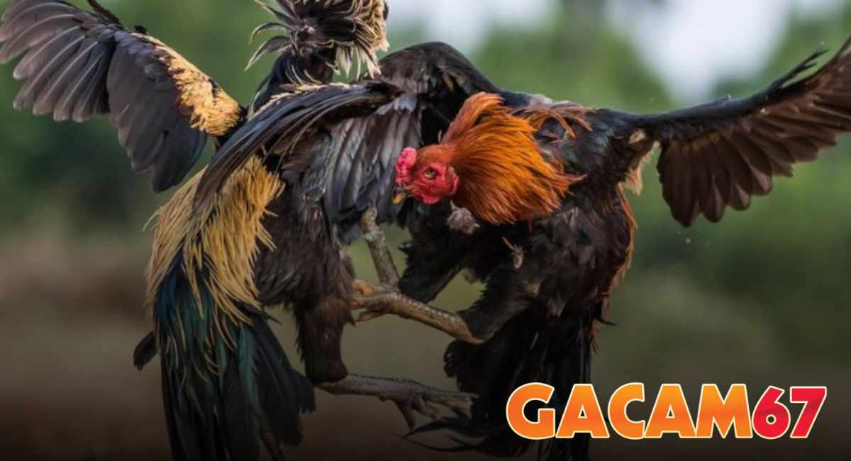 Liên Hệ GACAM67 - Trang Hỗ Trợ Nhanh Và An Toàn