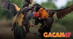 Liên Hệ GACAM67 - Trang Hỗ Trợ Nhanh Và An Toàn