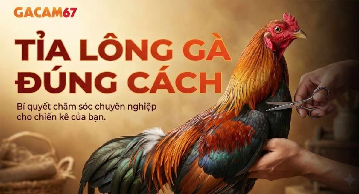 Chia Sẻ Phương Pháp Tỉa Lông Gà Đá Đúng Kỹ Thuật Tại Gacam67