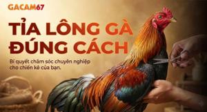 Chia Sẻ Phương Pháp Tỉa Lông Gà Đá Đúng Kỹ Thuật Tại Gacam67