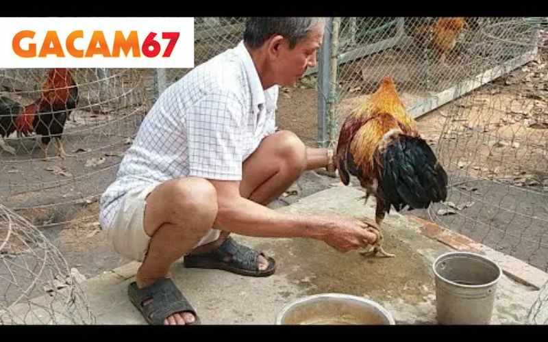 Cách Tắm Gà Đá Hiệu Quả - Học Nhanh Và Dễ Hiểu Tại Gacam67