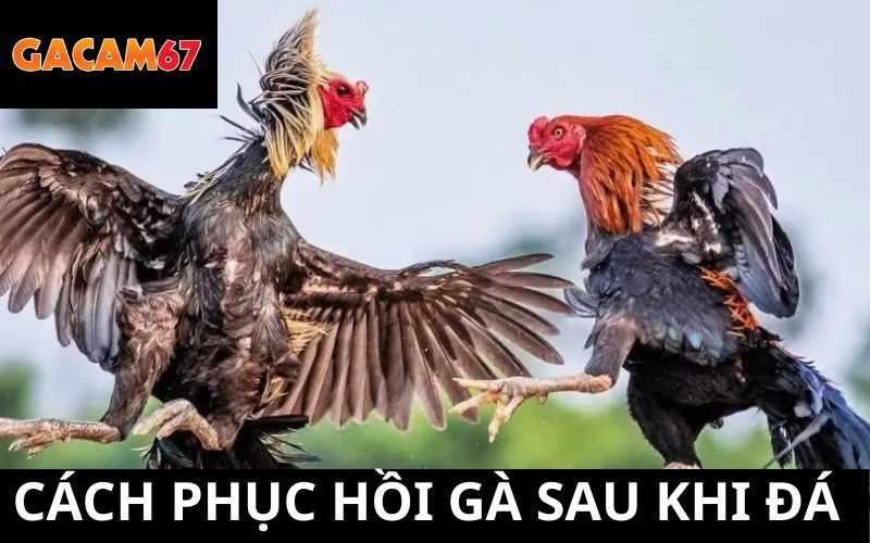 Phục Hồi Gà Sau Khi Đá - Bí Kiếp Hồi Sức Nhanh Chóng Cho Chiến Kê