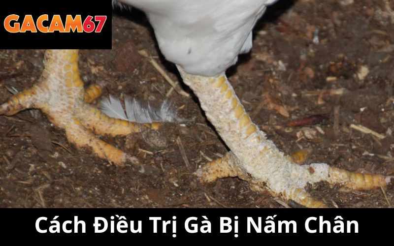 Gà Bị Nấm Chân - Hướng Dẫn Cách Điều Trị Nhanh Chóng Cùng Gacam67
