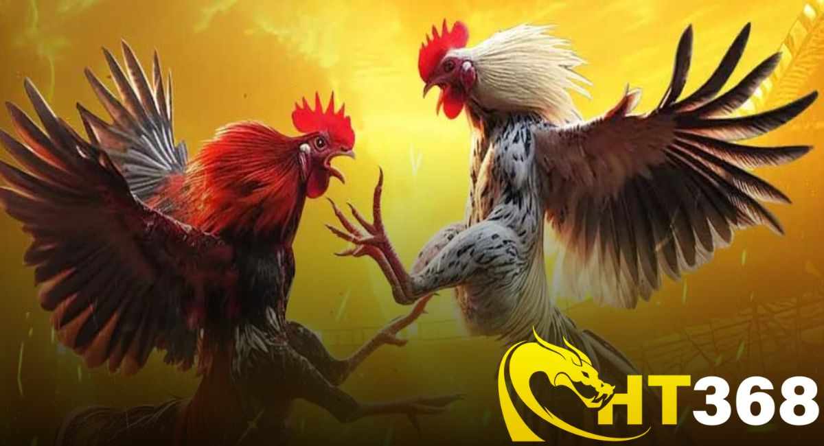 Video Đá Gà – Xem Lại Những Trận Gà Hay Nhất Tại HT368