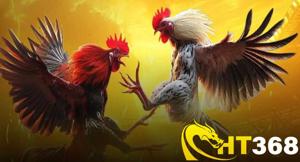 Video Đá Gà – Xem Lại Những Trận Gà Hay Nhất Tại HT368