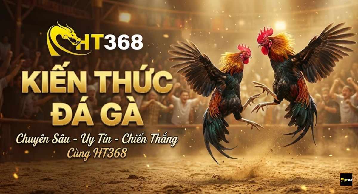 Tổng Hợp Những Kiến Thức Đá Gà Chuẩn Nhất Tại HT368