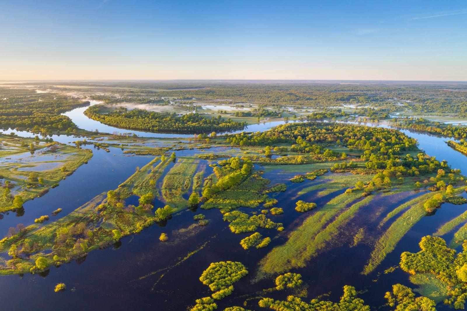 Природні скарби Полісся: рідкісні рослини та тварини регіону
