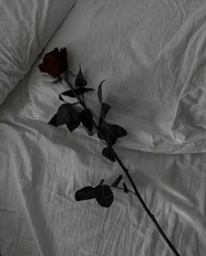 Chapter 3 Rose for my little kitten 🌹