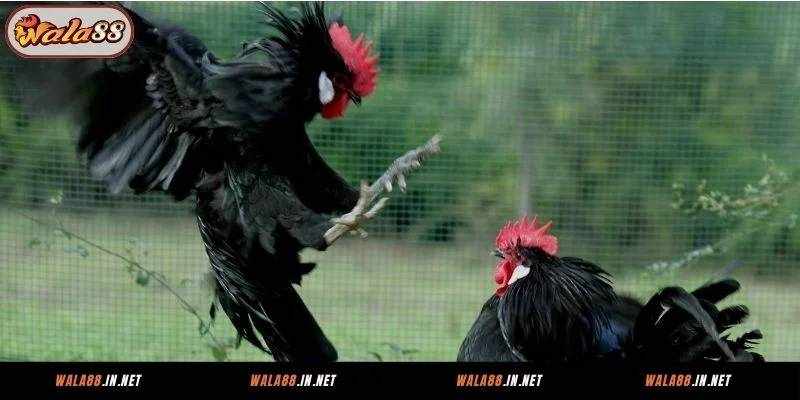 Nghệ Thuật Đá Gà Cựa Dao Tại Wala88: Những Thông Tin Cần Biết Cho Người Mới
