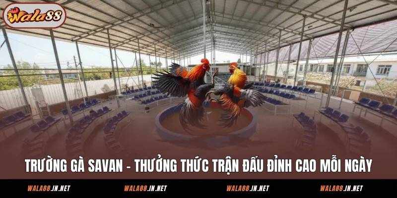 Khám Phá Đấu Trường Savan Tại Wala88: Điểm Đến Của Những Chiến Kê Đỉnh Cao